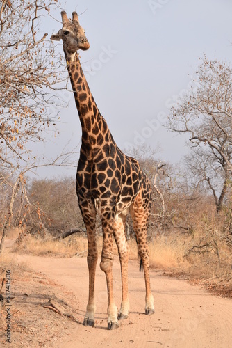 Giraffe in the south african nature photo