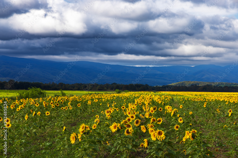 Stormy clouds over the sunflower field in Croatia