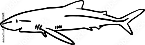 Gray reef shark fish predator vector zoological naturalistic illustration outline isolated on white