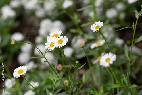 Matricaria recutita is a plant widely used for medicinal and cosmetic purposes. selective focus