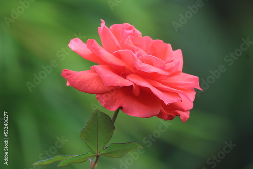 dark orange rose flower