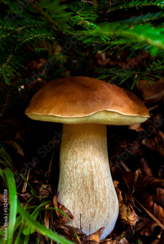White edible mushroom with a white leg and a brown cap in the Carpathian forest among green moss, living and dry branches of a Christmas tree and dry leaves