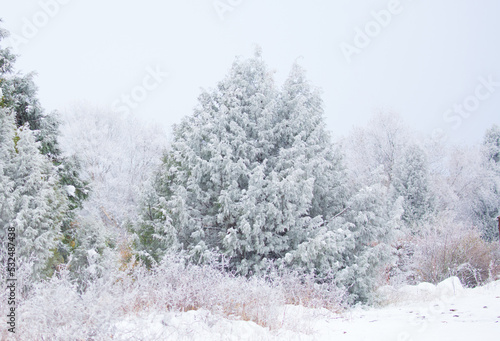 Snow covered trees on a foggy day. Beautiful winter nature background. © Vera