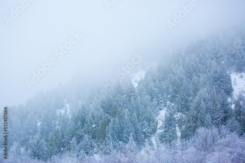 Snow covered trees on a foggy day. Beautiful winter nature background.
