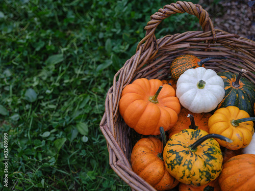 Mix of decorative pumpkins in craft basket on autumn garden background side view, close up, selective focus 
