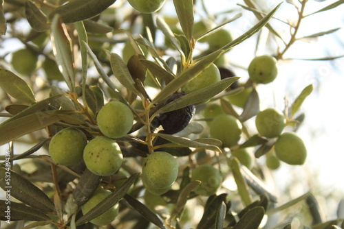 green olives on olive trees
