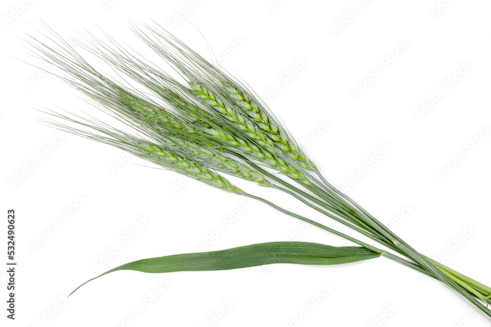 Ears of barley isolated on white background, top view Ears of barley isolated on white background, top view