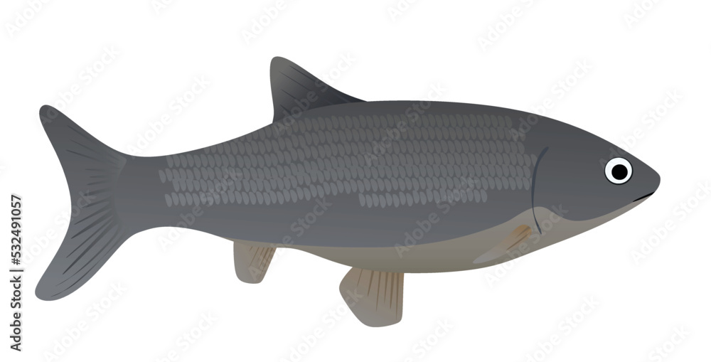 Big grey fish. vector illustration Big grey fish. vector illustration
