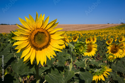 Rolling Sunflower Fields in Valensole France on a Sunny Spring Day