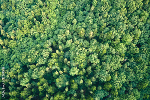 Top down flat aerial view of dark lush forest with green trees canopies in summer © bilanol