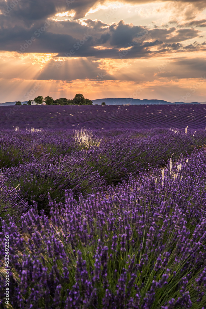 Rolling Lavendar Fields in Valensole France at Sunset