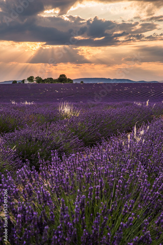 Rolling Lavendar Fields in Valensole France at Sunset © Angelina Cecchetto