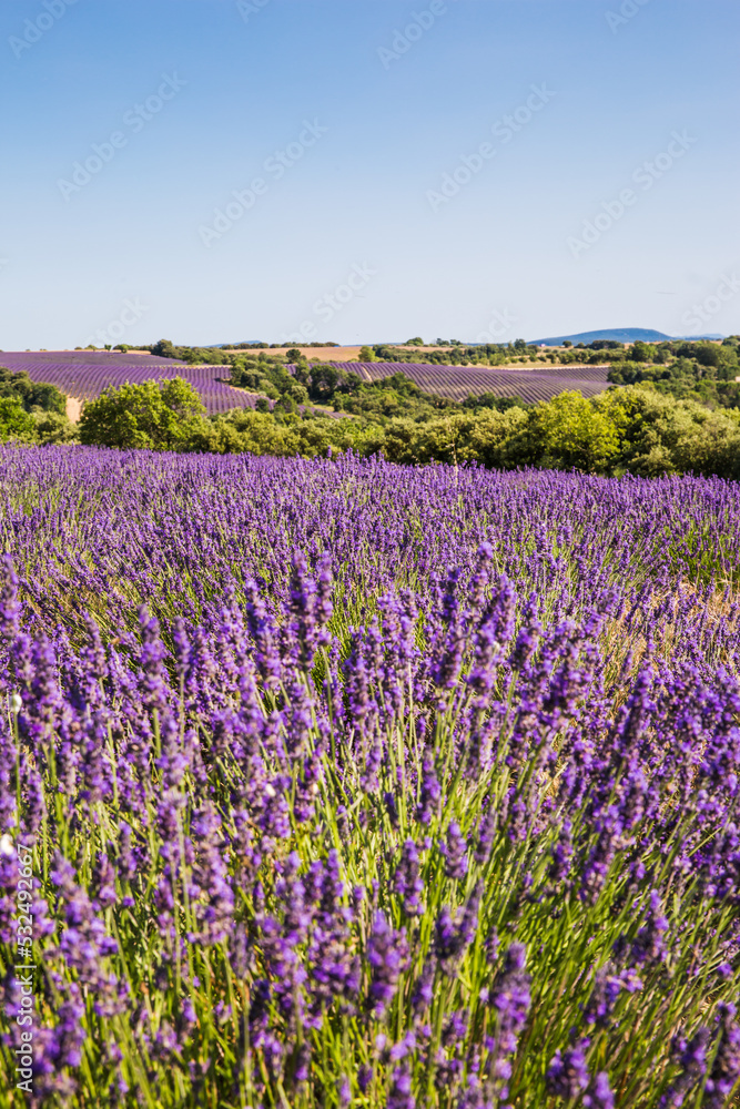 Rolling Lavender Fields in Valensole France on a Sunny Spring Day Rolling Lavender Fields in Valensole France on a Sunny Spring Day