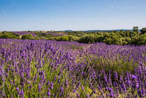 Rolling Lavender Fields in Valensole France on a Sunny Spring Day