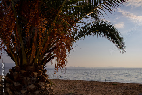 Close up selected focus view of palm tree fruits overlooking Aegean Sea seen from peninsula Kassandra, Nea Potidea, Chalkidiki, Central Macedonia, Greece, Europe. Tropical island atmosphere. Vacation photo