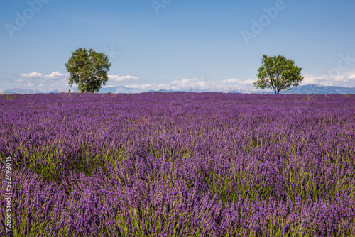 Rolling Lavender Fields in Valensole France on a Sunny Spring Day