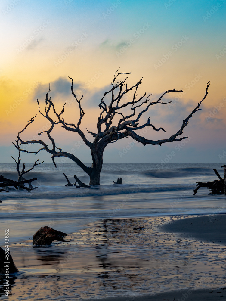 early sunrise over Driftwood Beach in Jekyll Island, GA early sunrise over Driftwood Beach in Jekyll Island, GA