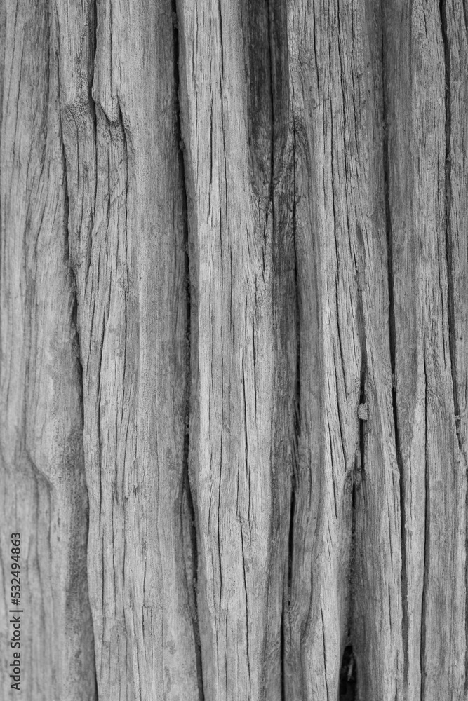 macro dry tree background,wood close up white and gray wood background white old tree near sea curves and lines on rustic wood rough wood sea wood backdrop gray old tree on beach macro dry tree background,wood close up white and gray wood background white old tree near sea curves and lines on rustic wood rough wood sea wood backdrop gray old tree on beach