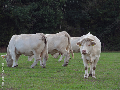 Weisse Kühe im Münsterland