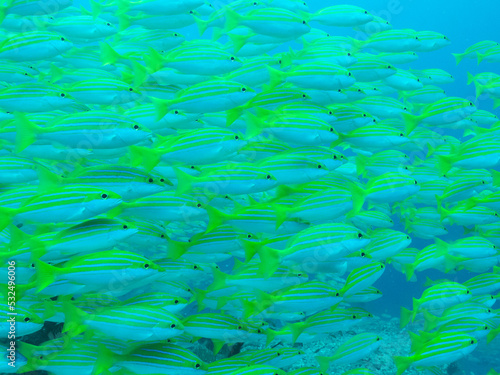 Flock of small exotic fishes in the depths of the Indian ocean, Maldive islands