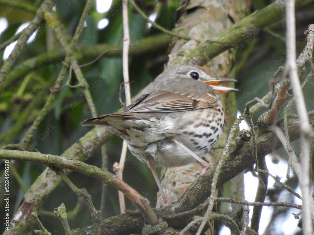 Naklejka premium drozd