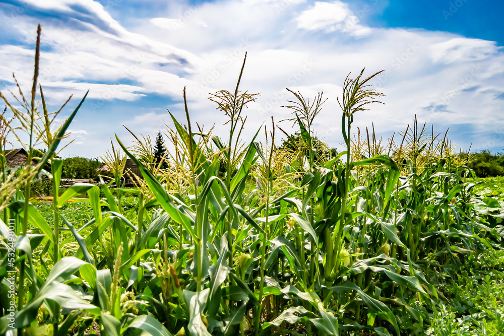 Fototapeta premium Photography to theme large beautiful harvest corn