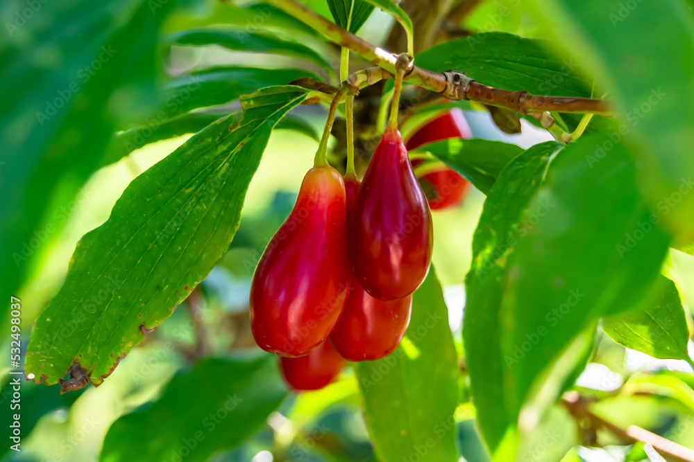 Photography to theme beautiful grow berry dogwood on background summer leaves