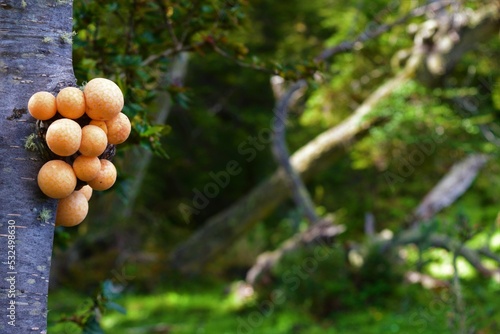 Parasites that produce the characteristic knots in the trees of the genus Nothofagus photo