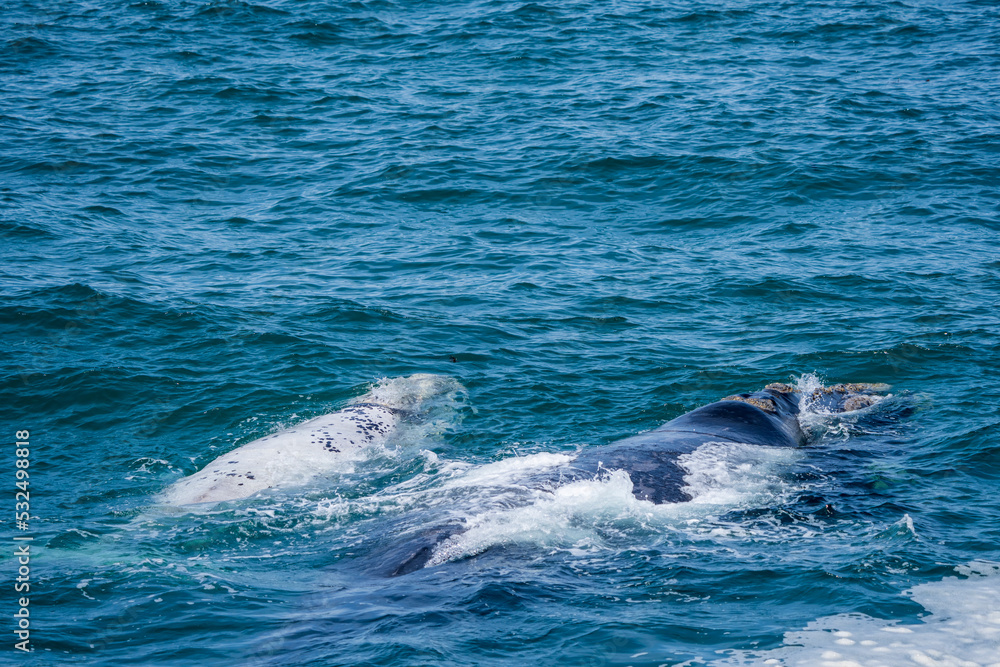 Fototapeta premium Southern right whale (Eubalaena australis) adult and white (brindle) calf. Hermanus, Whale Coast, Overberg, Western Cape, South Africa.