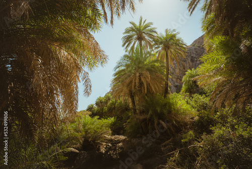 Green palm trees in a tropical forest at palm beach, preveli beach on the island of Crete in Greece. summer traveling