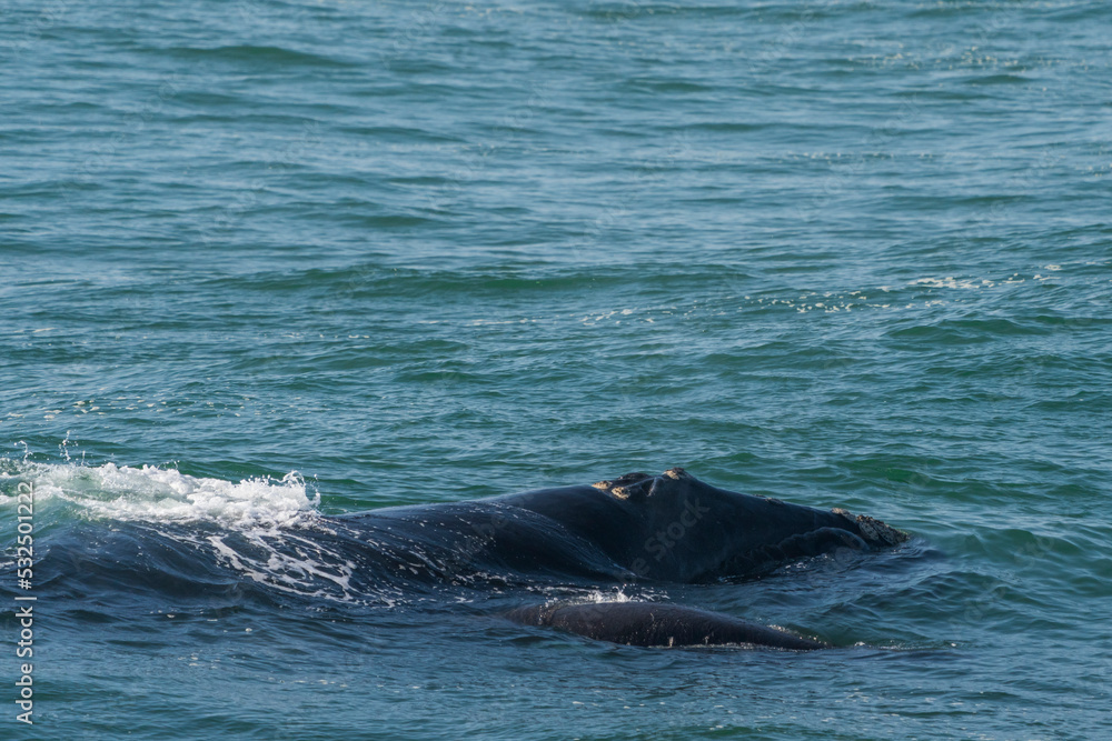Naklejka premium Southern right whale (Eubalaena australis) adult and calf. Hermanus, Whale Coast, Overberg, Western Cape, South Africa.
