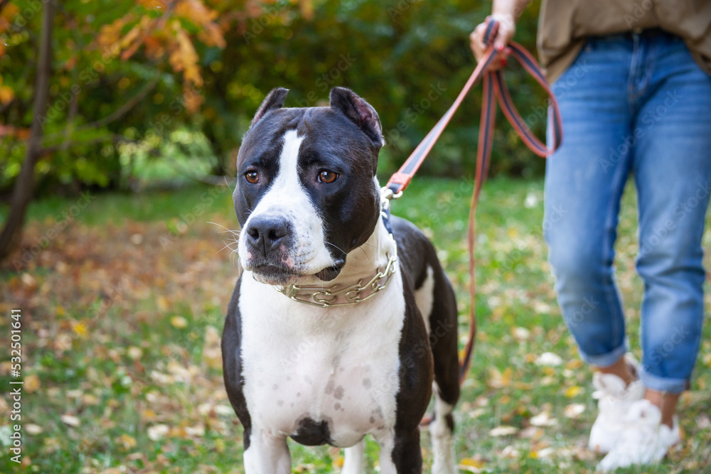 American Staffordshire terrier on a leash with unrecognizable owner.
