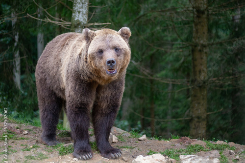 Wild Brown Bear (Ursus Arctos) standing on a rock in the summer forest. Animal in natural habitat. Wildlife scene of the Ukrainian Carpathians.