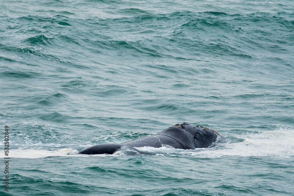 Southern right whale (Eubalaena australis) adult. Hermanus, Whale Coast, Overberg, Western Cape, South Africa.