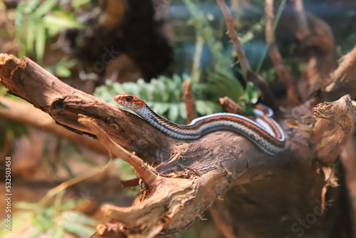 Canvas Print San Francisco garter snake on a branch