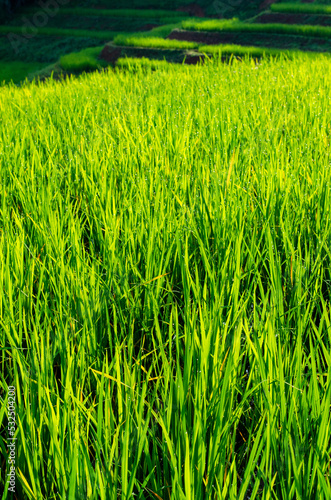 Sunlight on green rice field with dewdrop in the morning 