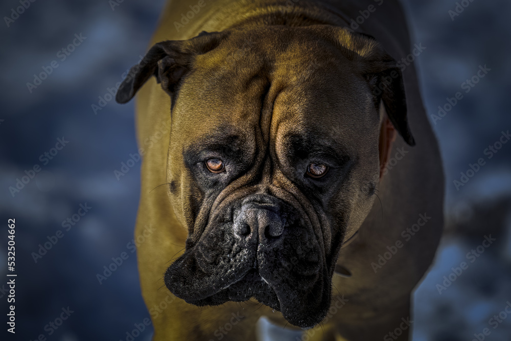 2022-09-21 A CLOSE UP OF A LARGE BULLMASTIFF STARING INTO THE CAMERA WITH BRIGHT EYES WITH A BLURRY BACKGROUND