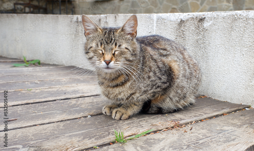 homeless cats on the city streets homeless cats on the city streets