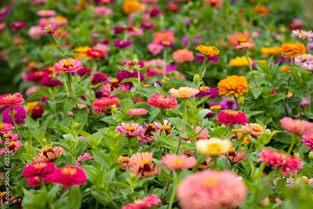 Beautiful garden farm zinnia flowers close up to pick