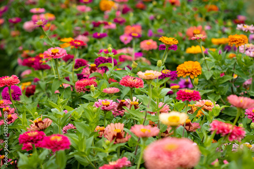 Valokuva Beautiful garden farm zinnia flowers close up to pick
