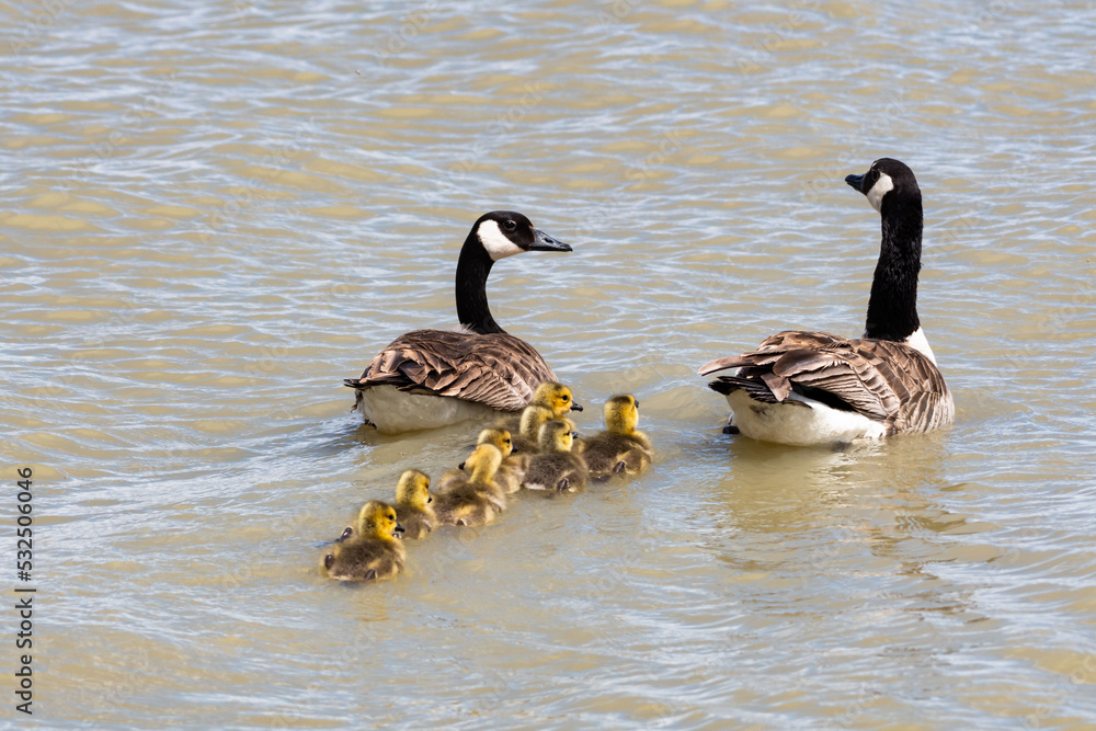 A family of Canadian geese and goslings swimming in a pond in the morning sunlight. A family of Canadian geese and goslings swimming in a pond in the morning sunlight.