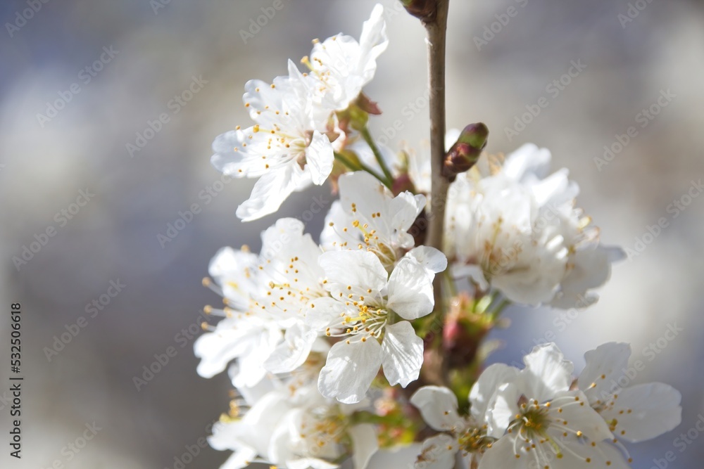 blossom in spring in the morning