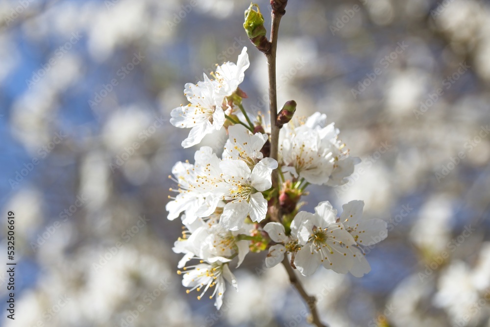 blossom in spring in the morning blossom in spring in the morning