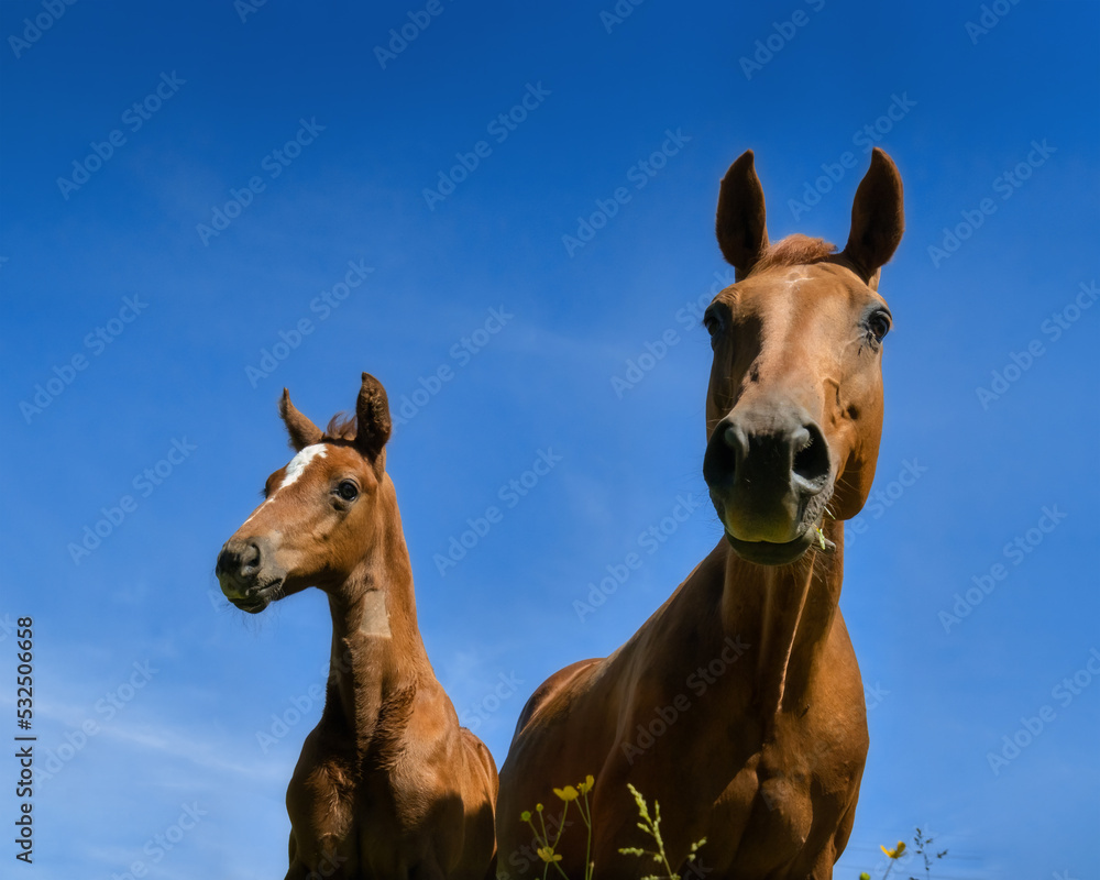 Mare and foal side by side in front of a blue sky Mare and foal side by side in front of a blue sky