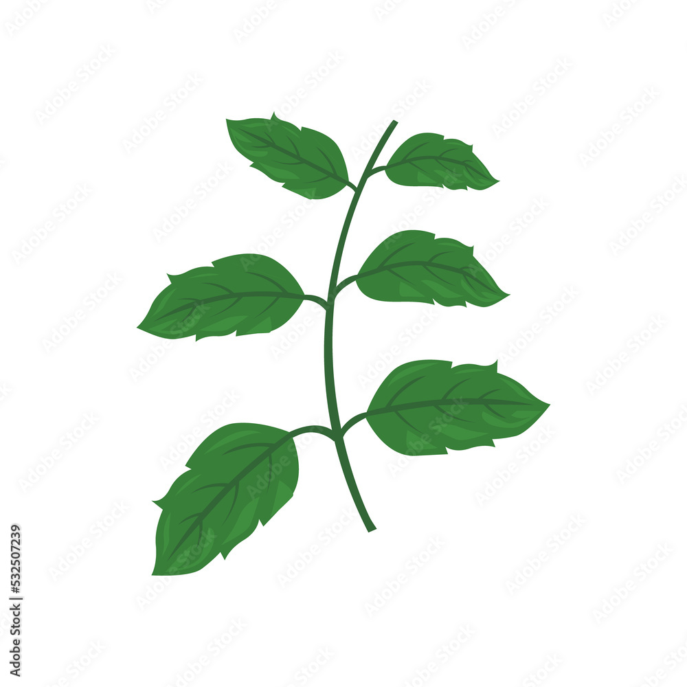 green leaves isolated on white background green leaves isolated on white background