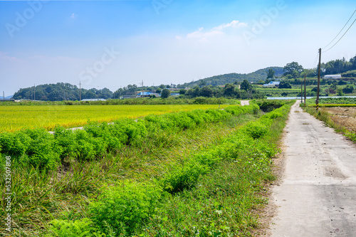 Korean traditional rice farming. Korean rice farming scenery. Korean rice paddies.Rice field and the sky in Ganghwa-do  Incheon  South Korea.