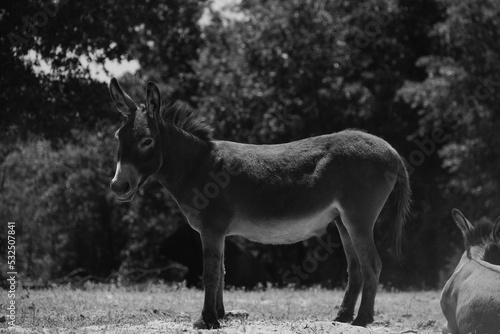 Miniature donkey in Texas farm field  black and white animal portrait image.