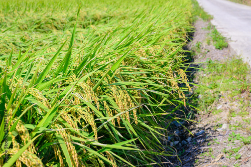 Korean traditional rice farming. Korean rice farming scenery. Korean rice paddies.Rice field and the sky in Ganghwa-do, Incheon, South Korea.