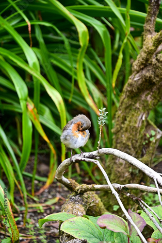 Rotkehlchen  Erithacus rubecul  sitzt auf einem Ast und putzt sich das Gefieder