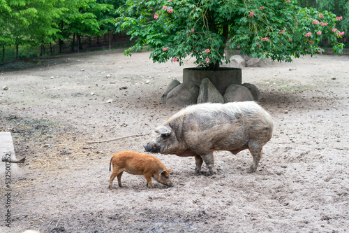 Adult and young pigs boars in farm yard outdoors photo